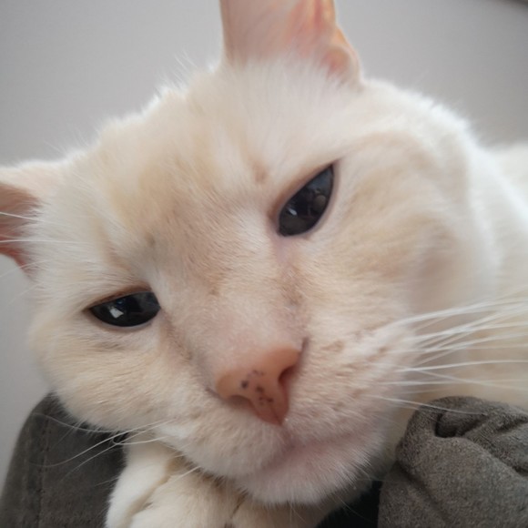 Meet your Posher, Stephanie - Picture 1 of 1